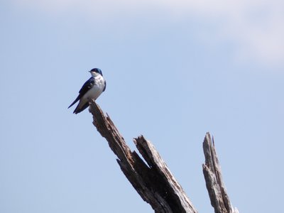 20180428 - Lake Betz - Tree Swallow 1