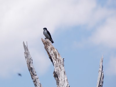 20180428 - Lake Betz - Tree Swallow 2