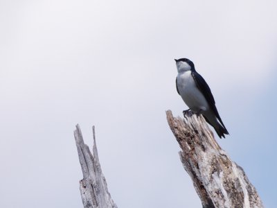 20180428 - Lake Betz - Tree Swallow 3