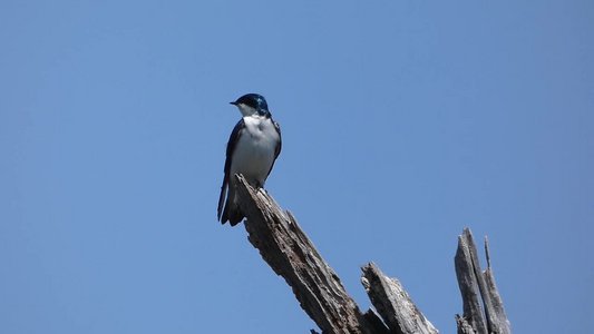 20180428 - Lake Betz - Tree Swallow 4