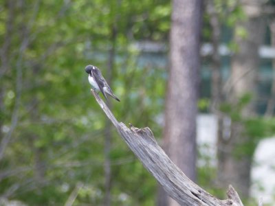 20180428 - Lake Betz - Tree Swallow 5