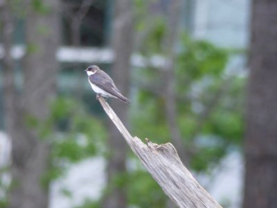 20180428 - Lake Betz - Tree Swallow 6