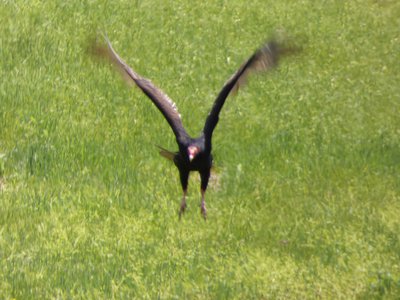 20180428 - Lake Betz - Turkey Vulture 2