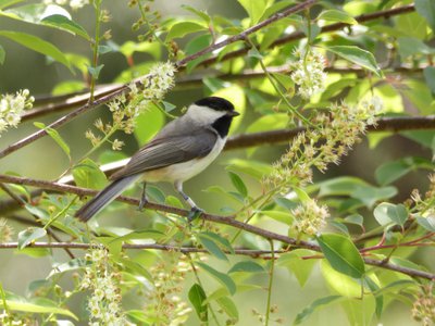 20180428 - Prairie Ridge - Carolina Chickadee 1