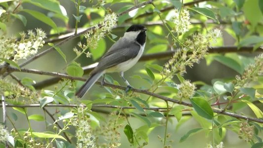 20180428 - Prairie Ridge - Carolina Chickadee 2