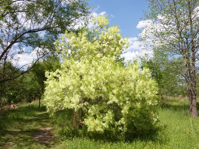 20180428 - Prairie Ridge - Fringe Tree 1