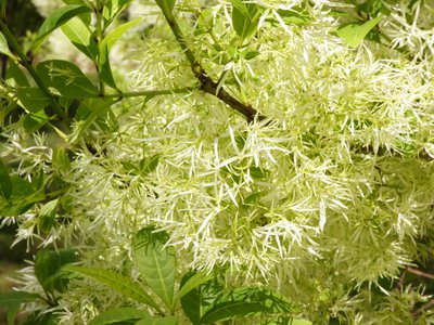 20180428 - Prairie Ridge - Fringe Tree 2