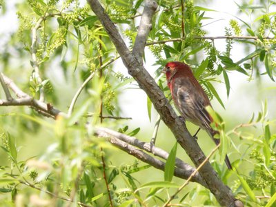 20180428 - Prairie Ridge - House Finch