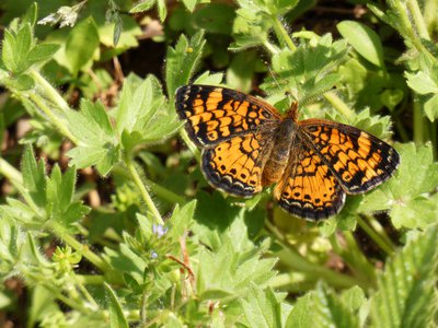 20180428 - Prairie Ridge - Pearl Crescent