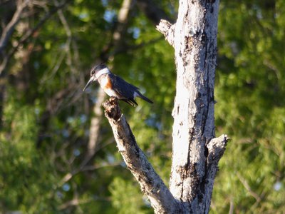 20180429 - Lake Betz - Belted Kingfisher 1