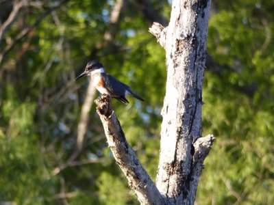 20180429 - Lake Betz - Belted Kingfisher 2