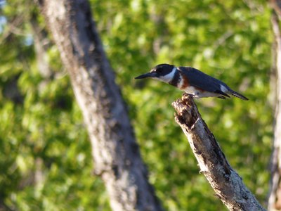 20180429 - Lake Betz - Belted Kingfisher 3