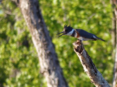 20180429 - Lake Betz - Belted Kingfisher 4