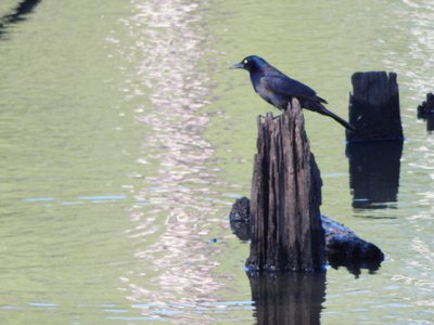 20180429 - Lake Betz - Common Grackle