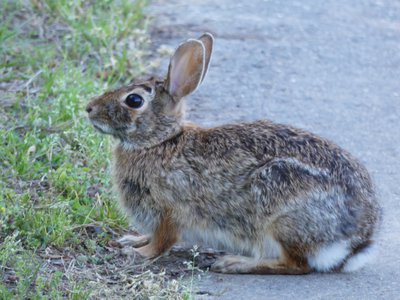 20180429 - Lake Betz - Eastern Cottontail