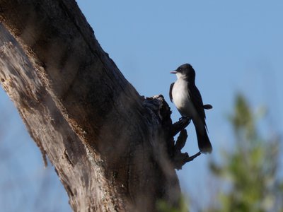 20180429 - Lake Betz - Eastern Kingbird 1