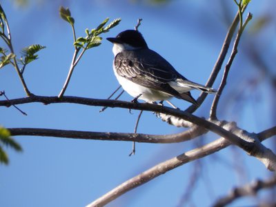 20180429 - Lake Betz - Eastern Kingbird 2