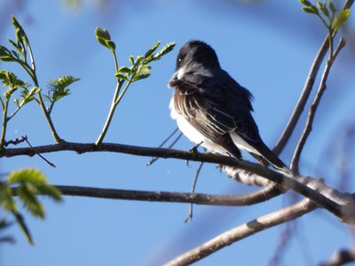 20180429 - Lake Betz - Eastern Kingbird 3