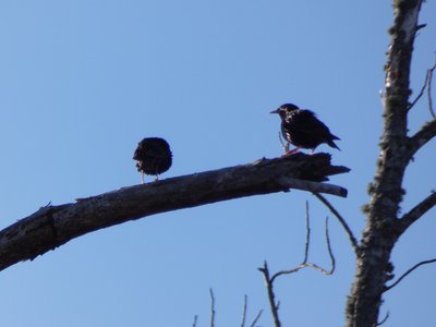 20180429 - Lake Betz - European Starling 1