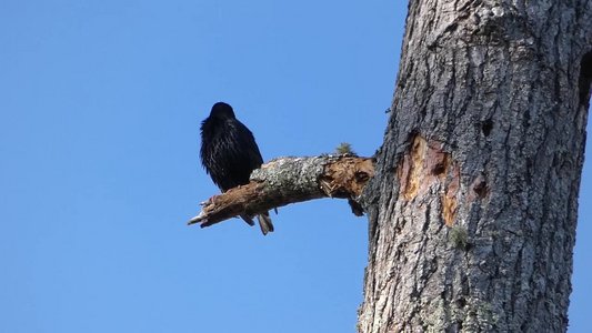 20180429 - Lake Betz - European Starling 3