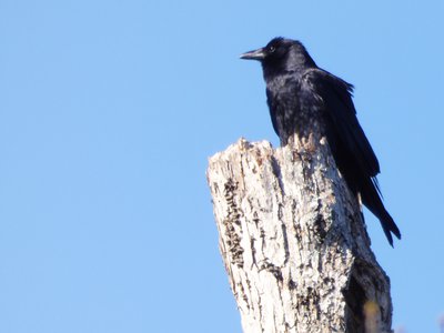 20180429 - Lake Betz - Fish Crow 1