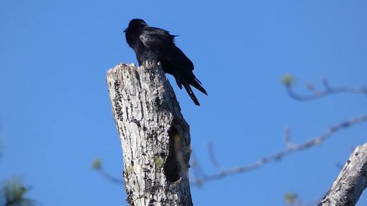 20180429 - Lake Betz - Fish Crow 2