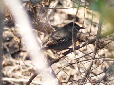 20180429 - Lake Betz - Gray Catbird 2