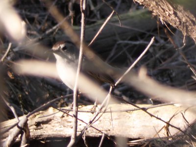 20180429 - Lake Betz - Gray Catbird 3