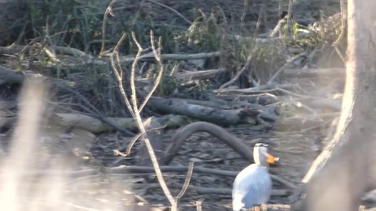 20180429 - Lake Betz - Great Blue Heron