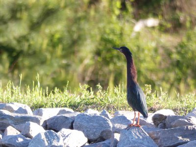 20180429 - Lake Betz - Green Heron