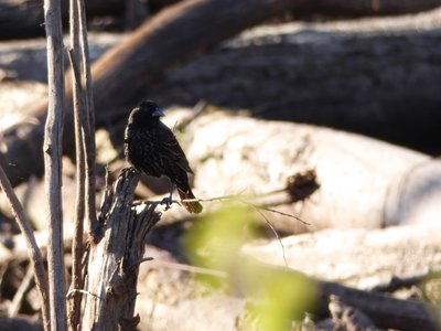 20180429 - Lake Betz - Red-winged Blackbird