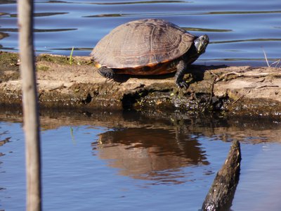 20180429 - Lake Betz - Yellow-bellied Slider