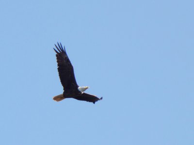 20180512 - Lake Betz - Bald Eagle 1