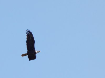 20180512 - Lake Betz - Bald Eagle 2