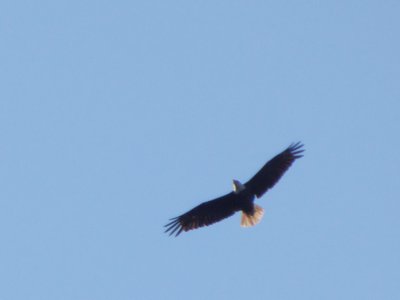 20180512 - Lake Betz - Bald Eagle 3