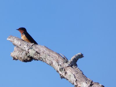 20180512 - Lake Betz - Barn Swallow 1