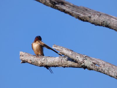 20180512 - Lake Betz - Barn Swallow 2