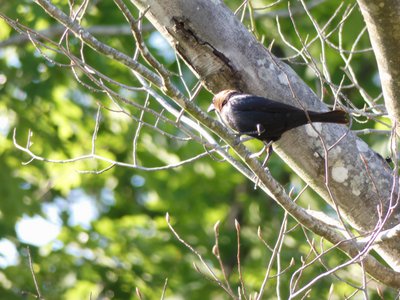 20180512 - Lake Betz - Brown-headed Cowbird 1