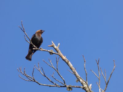 20180512 - Lake Betz - Brown-headed Cowbird 2