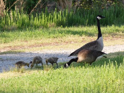 20180512 - Lake Betz - Canadian Geese