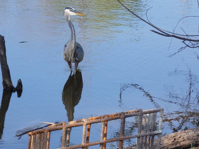 20180512 - Lake Betz - Great Blue Heron 1