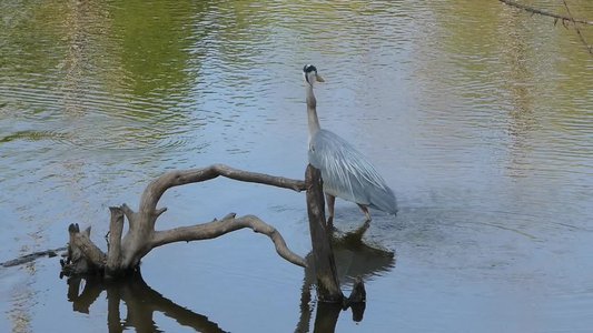 20180512 - Lake Betz - Great Blue Heron 2