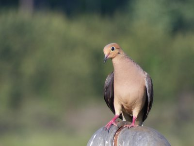 20180512 - Lake Betz - Mourning Dove