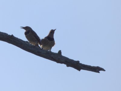 20180512 - Lake Betz - Northern Flicker 1