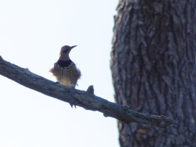 20180512 - Lake Betz - Northern Flicker 2