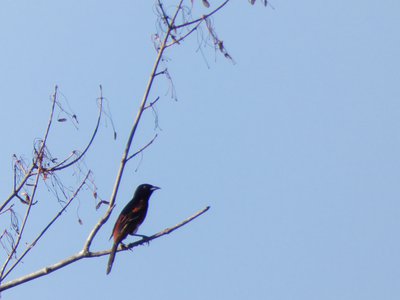 20180512 - Lake Betz - Orchard Oriole