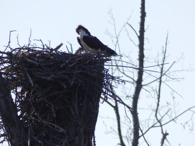 20180512 - Lake Betz - Osprey 1