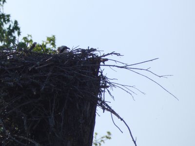 20180512 - Lake Betz - Osprey 2