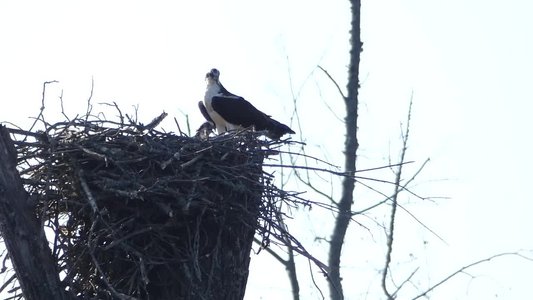 20180512 - Lake Betz - Osprey 3