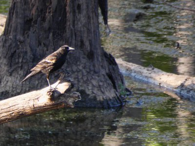 20180512 - Lake Betz - Red-winged Blackbird